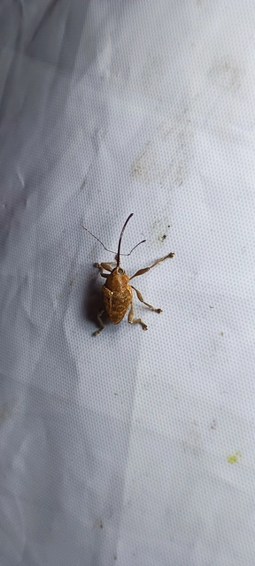 Curculio glandium - tölgymakkzsuzsóka