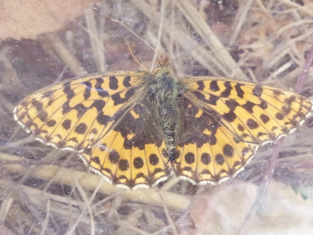 Boloria dia - kis gyöngyházlepke