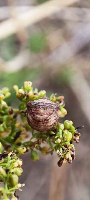 Vilpianus galii Vilpianus galii
