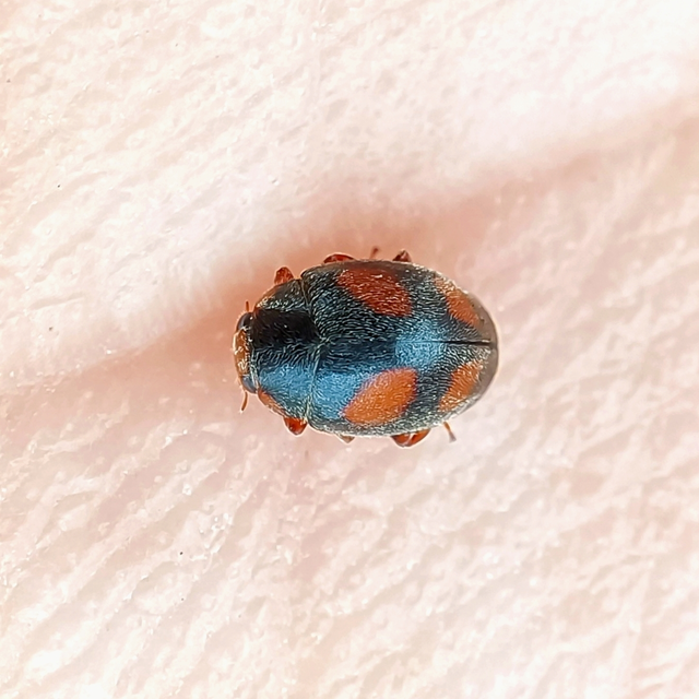 Scymnus frontalis - közönséges bödice
