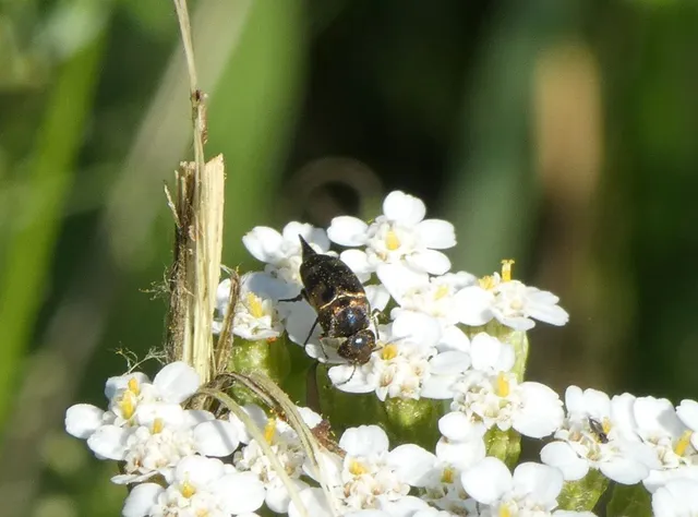 Mordellidae - marókafélék