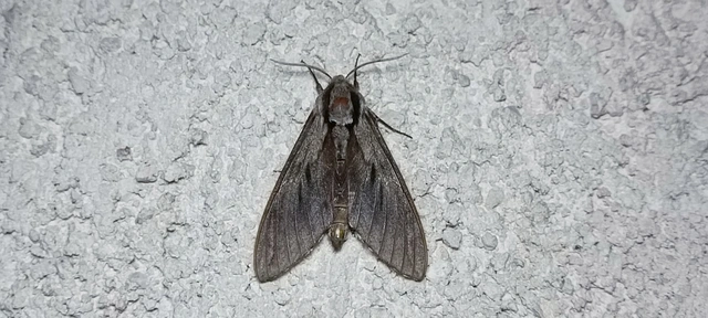 Hyloicus pinastri - fenyőszender