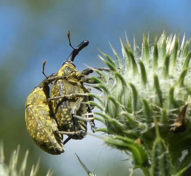 Larinus sturnus - aszat-púderbarkó