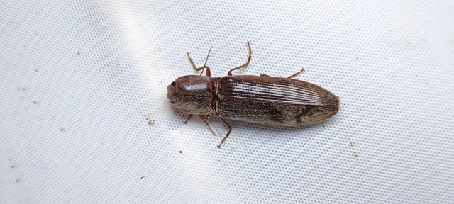 Stenagostus rhombeus - rombusznyakú pattanó