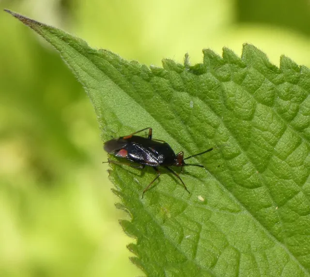 Deraeocoris