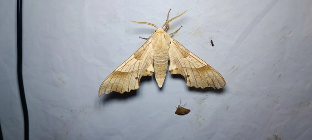 Marumba quercus - tölgyfaszender