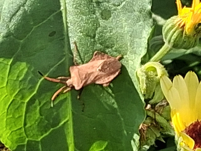 Coreus marginatus - közönséges karimáspoloska