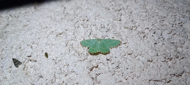 Thalera fimbrialis - csipkésszélű zöldaraszoló