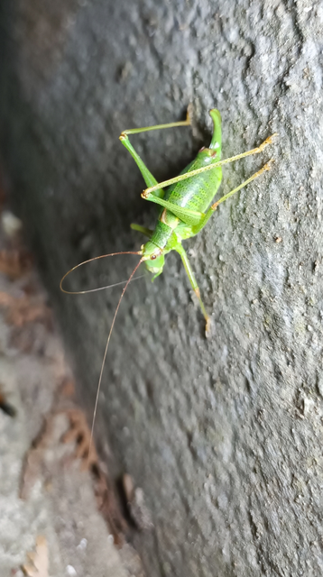 Barbitistes constrictus - északi málnaszöcske