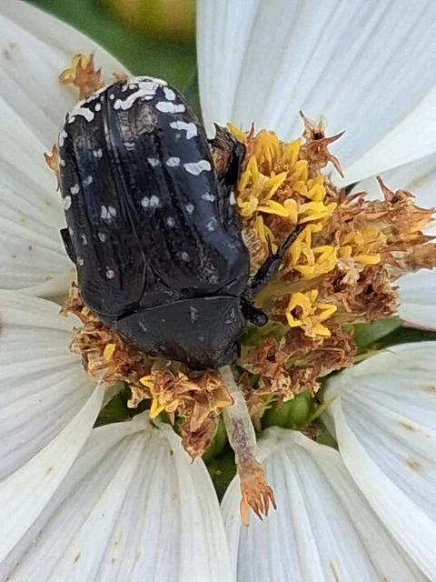 Oxythyrea funesta - sokpettyes virágbogár