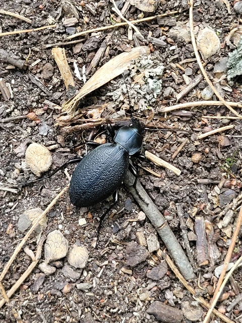 Carabus coriaceus - bőrfutrinka