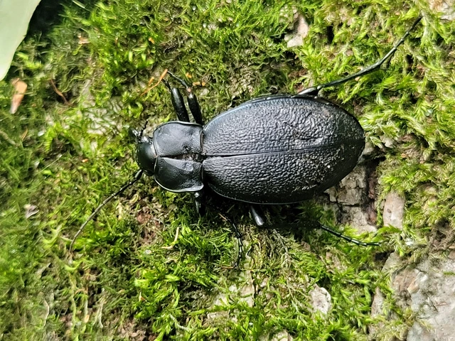 Carabus coriaceus - bőrfutrinka