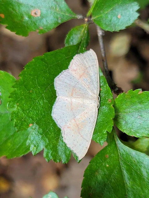 Cyclophora punctaria - sávos pettyesaraszoló