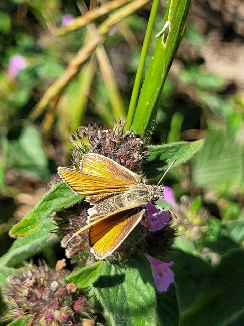 Thymelicus lineola - vonalas busalepke