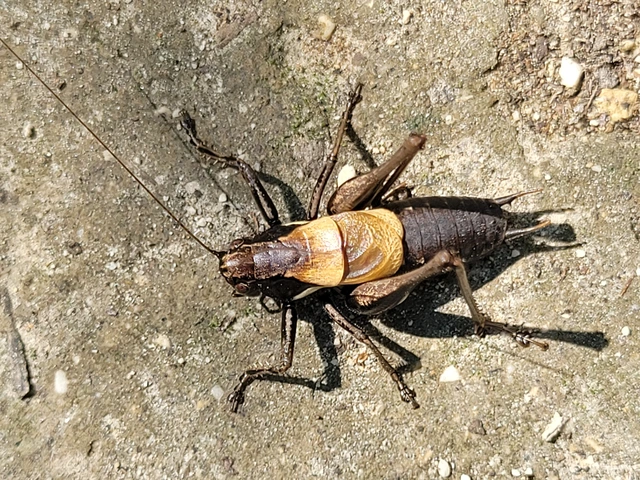 Pholidoptera aptera - nagy avarszöcske