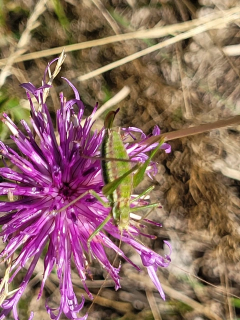Leptophyes albovittata - közönséges virágszöcske