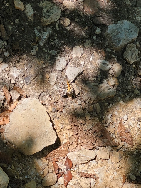 Hipparchia semele - barna szemeslepke