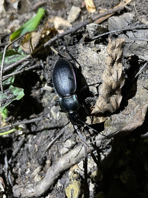 Carabus scheidleri - változó futrinka