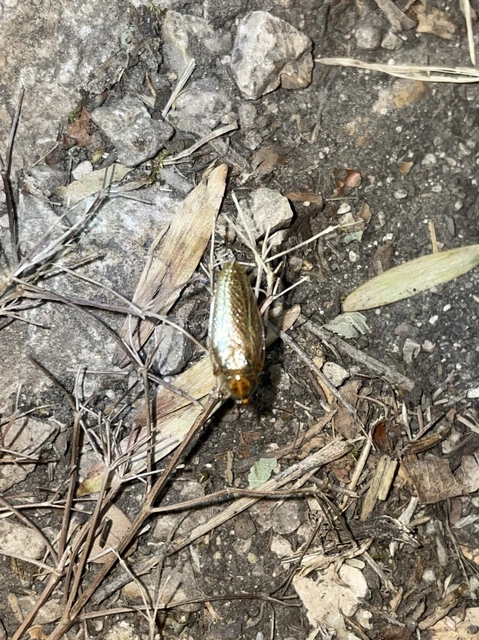 Blattodea - Csótányok