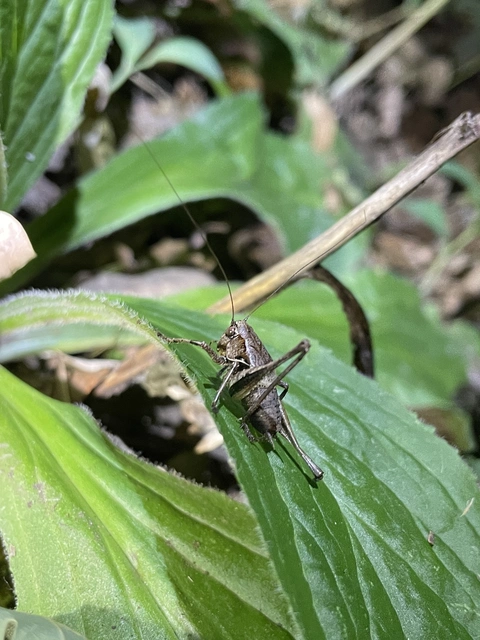 Pholidoptera griseoaptera - szürke avarszöcske