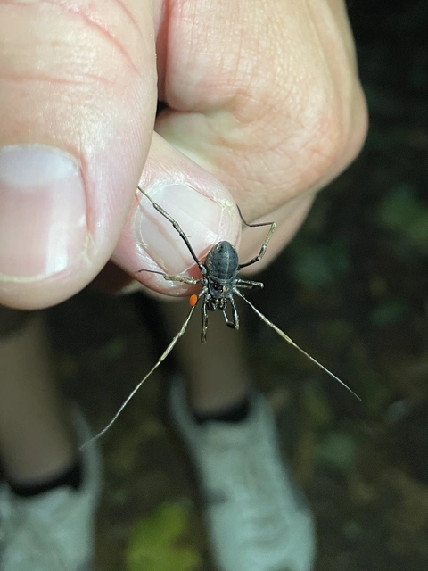 Opiliones - Kaszáspókok