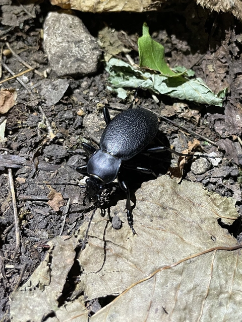 Carabus coriaceus - bőrfutrinka