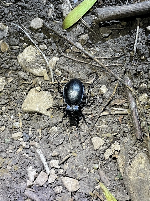 Carabus convexus - selymes futrinka