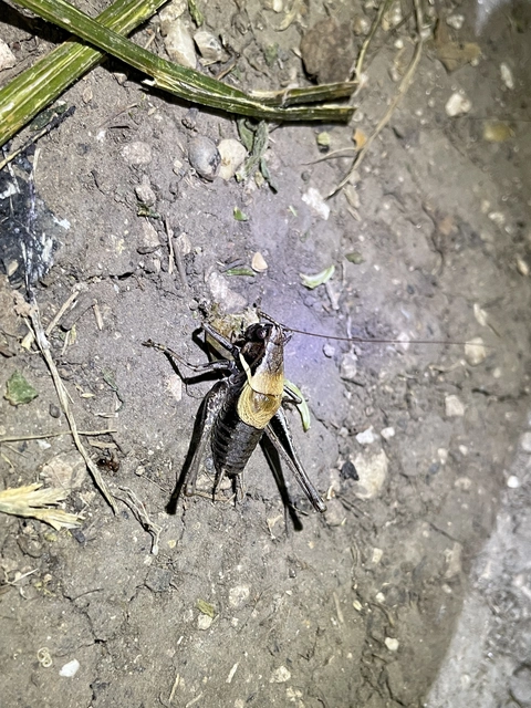 Pholidoptera aptera - nagy avarszöcske