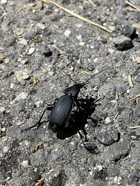 Carabus coriaceus - bőrfutrinka