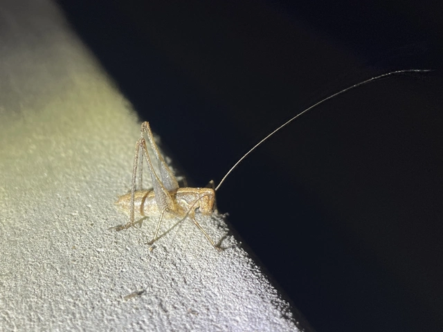 Rhacocleis germanica - német szöcske