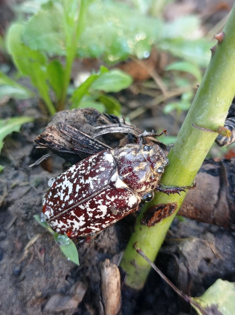 Polyphylla fullo - csapó cserebogár