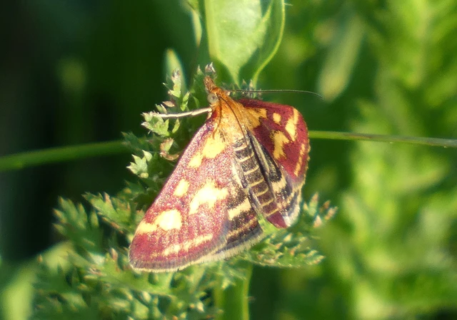 Pyrausta purpuralis - közönséges bíbormoly