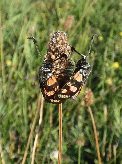 Zygaena carniolica - fehérgyűrűs csüngőlepke