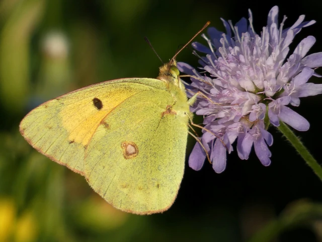 Colias croceus - sáfránylepke