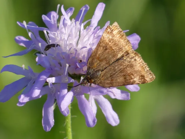 Euclidia glyphica - közönséges nappalibagoly
