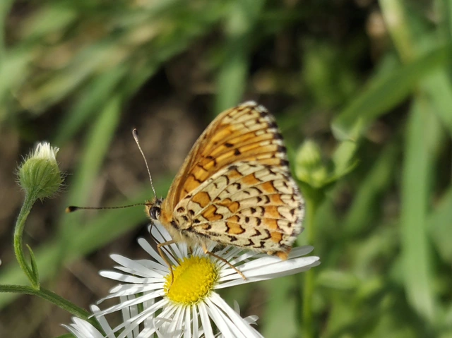 Melitaea trivia - kis tarkalepke