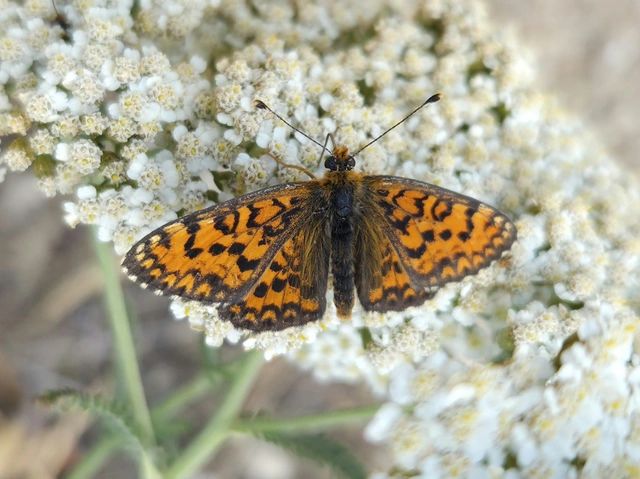Melitaea trivia - kis tarkalepke