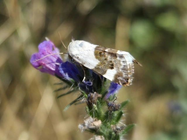fehér nappalibagoly - Acontia lucida