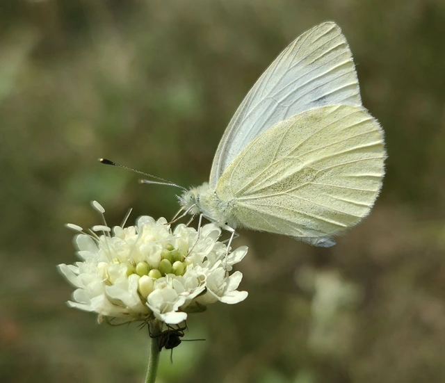 Pieris ergane - sziklai fehérlepke