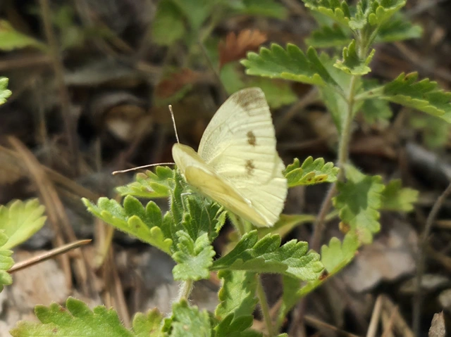 Pieris ergane - sziklai fehérlepke