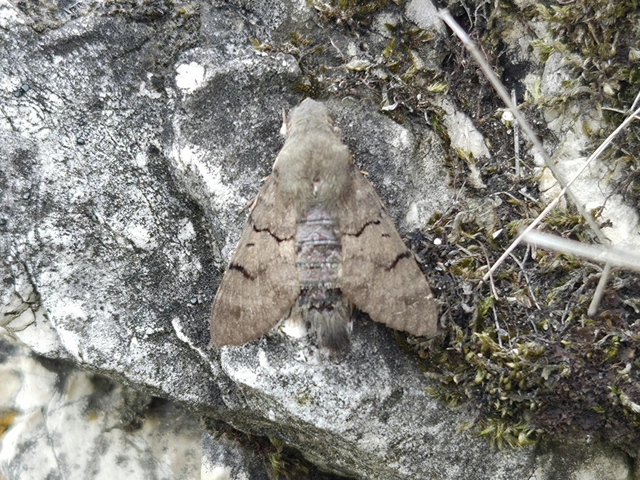 kacsafarkú szender - Macroglossum stellatarum