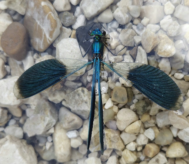 Calopteryx splendens - sávos szitakötő