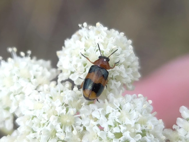 Coptocephala unifasciata - sárgalábú hullóbogár