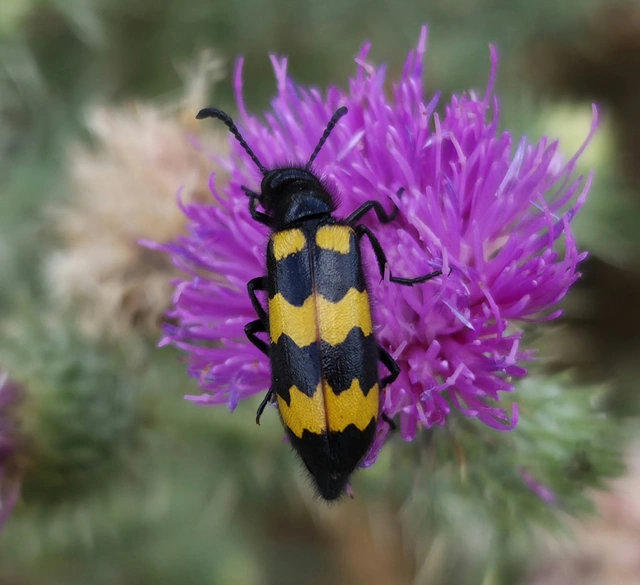 Mylabris variabilis - szalagos hólyaghúzó Mylabris variabilis - szalagos hólyaghúzó