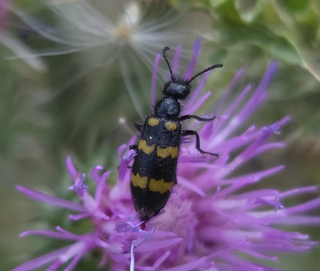 Mylabris variabilis - szalagos hólyaghúzó Mylabris variabilis - szalagos hólyaghúzó