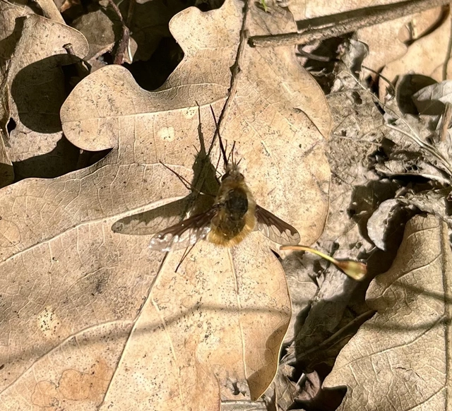 Bombylius major - szegélyes pöszörlégy