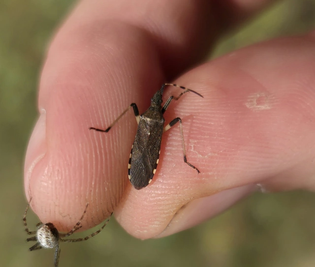 Dicranocephalus