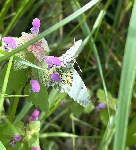 Anthocharis cardamines - hajnalpírlepke