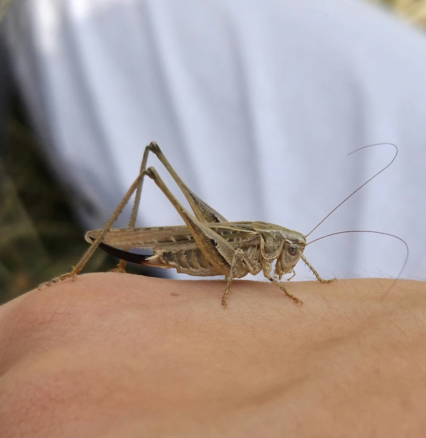 Platycleis affinis - púposhasú rétiszöcske