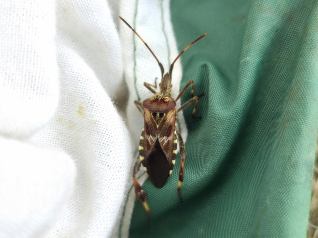 Leptoglossus occidentalis - nyugati levéllábú poloska Leptoglossus occidentalis - nyugati levéllábú poloska